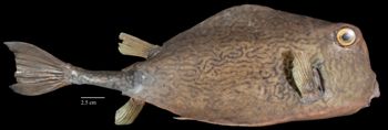 Media type: image;   Ichthyology 29197 Aspect: lateral